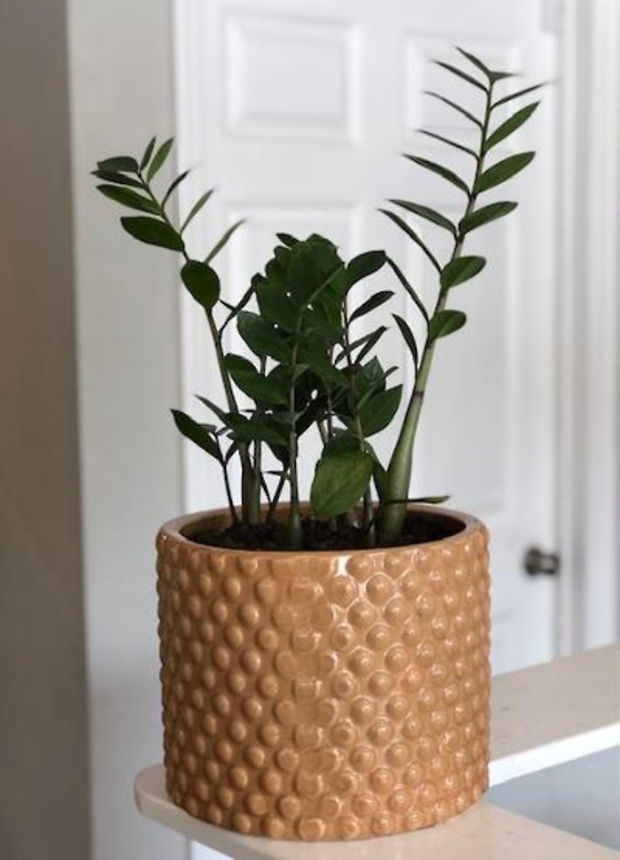 Zanzibar Gem Plant in Peach Ceramic Pot