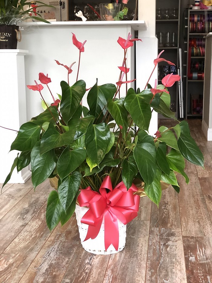 Pink Anthurium, Large