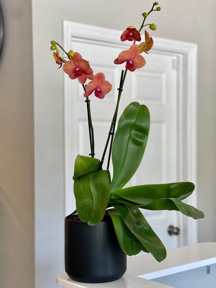 Contemporary Apricot Phalaenopsis Orchid