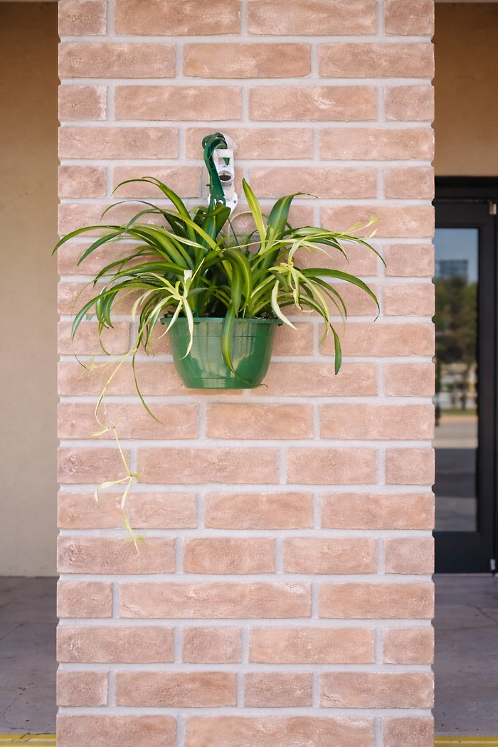 Hanging Spider Plant