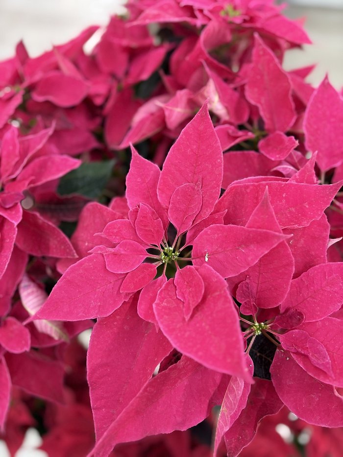 6.5\" Poinsettia Pink