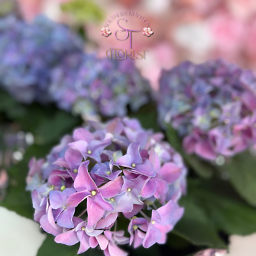 Hydrangea Plant