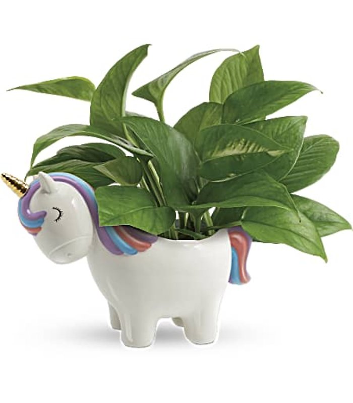 Peaceful Unicorn Pothos