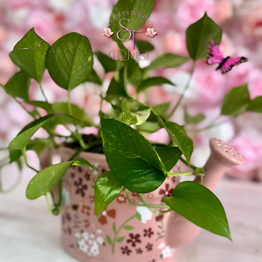 Pothos in a Decorative Watering Can