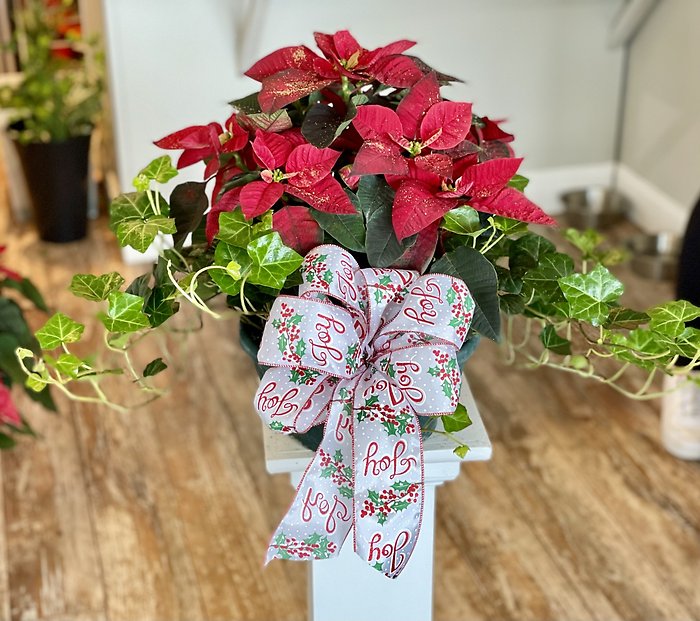 Poinsettia & Ivy Bowl