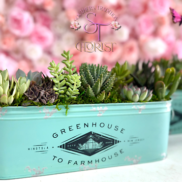Succulents in Metal Tin