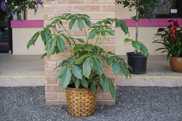 Schefflera \"Umbrella Tree\"