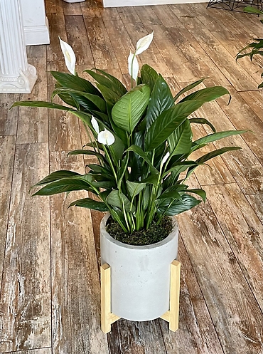 Contemporary Peace Lily