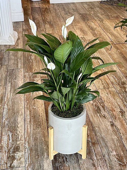 Plants