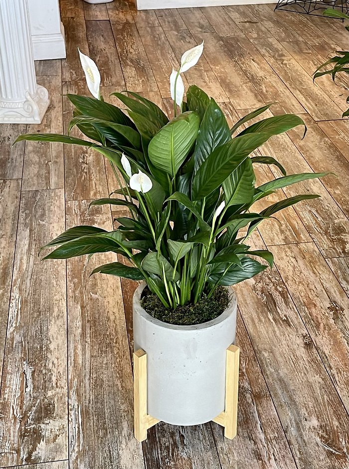 Contemporary Peace Lily