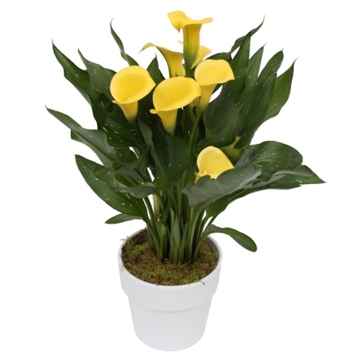 CALLA LILY