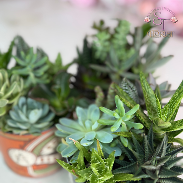 Succulents in Round Metal Tin