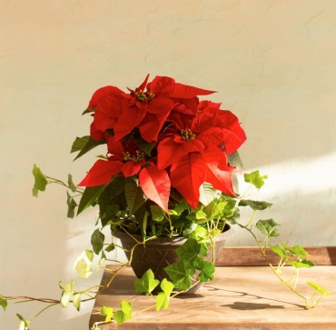 Poinsettia & Ivy Bowl