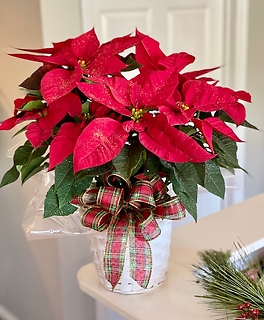 Red Poinsettia (Avail. 11/29)