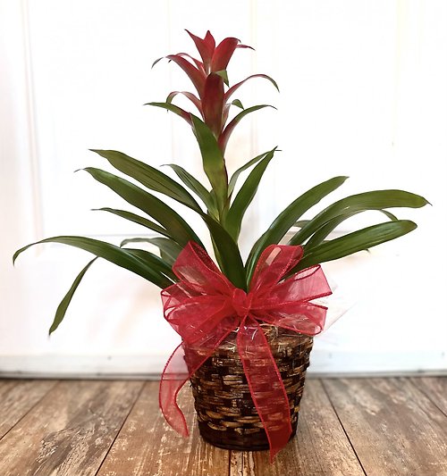 Bromeliad
