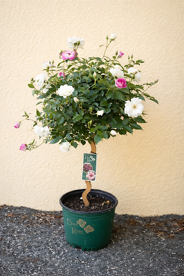 Duet Knockout Rose Tree
