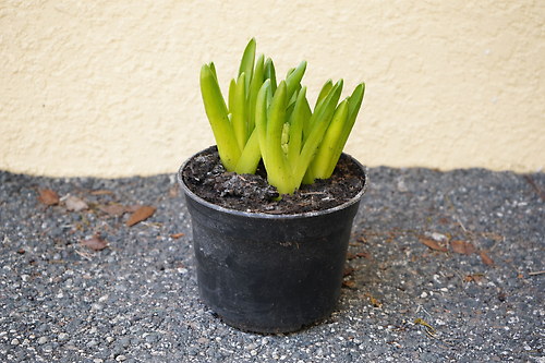 Hyacinth