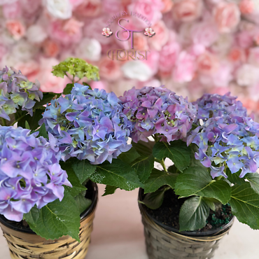 Large Hydrangea