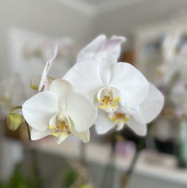 Two Double Stemmed Phalaenopsis Orchids