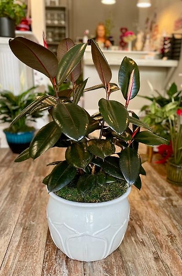 Rubber Plant in a Ceramic Pot