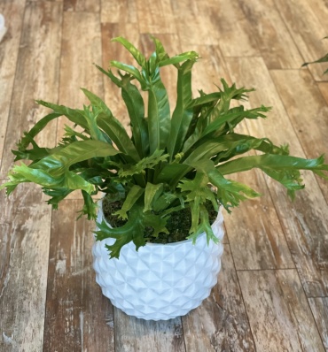 Birds Nest Fern in contemporary pot