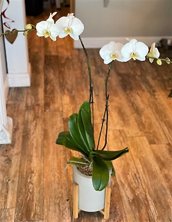 Contemporary White Phalaenopsis Orchid