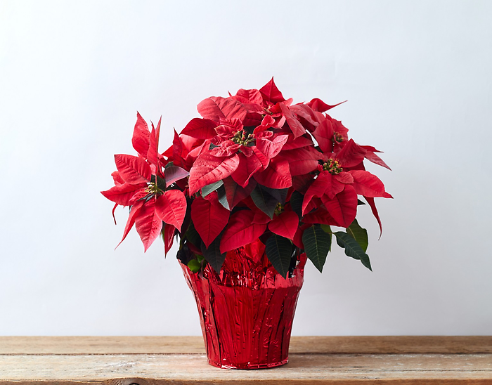 10\" Poinsettia