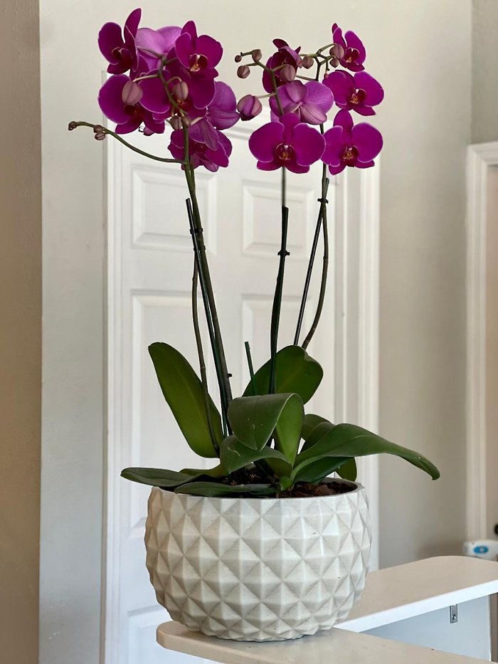 Two Double Stemmed Phalaenopsis Orchids