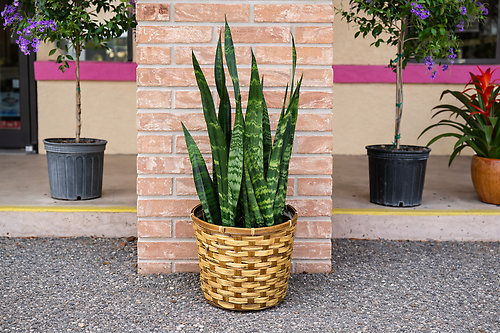 Snake Plant