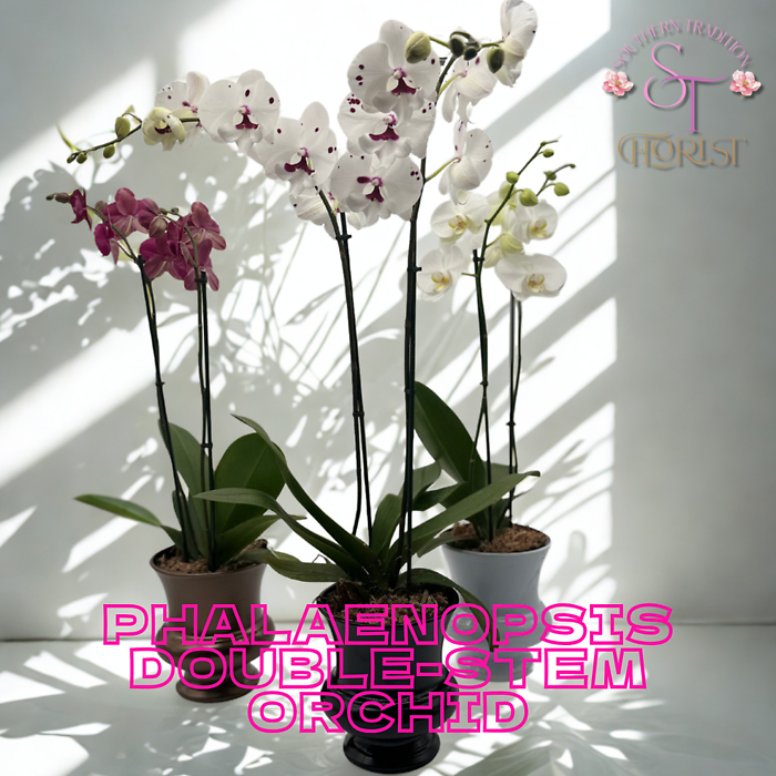 Phalaenopsis Double-Stem Orchid