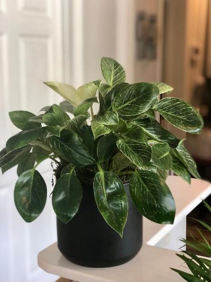 Birkin Philodendron in Contemporary Pot