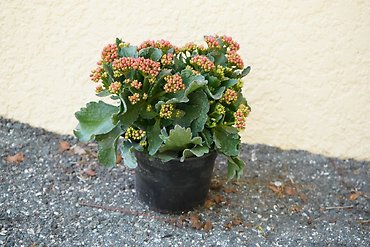 Kalanchoe Succulent
