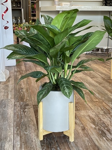 Silver Queen in Contemporary Pot