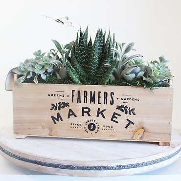Rustic Succulent Garden
