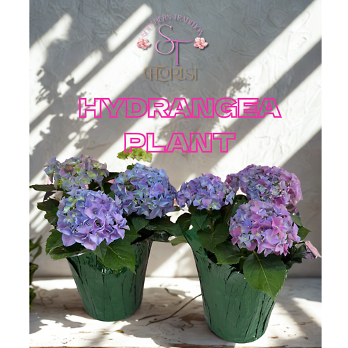 Hydrangea Plant