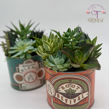 Succulents in Round Metal Tin