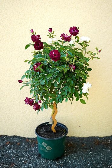 Duet Knockout Rose Tree