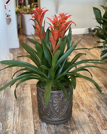 Large Bromeliad in Clay Pot