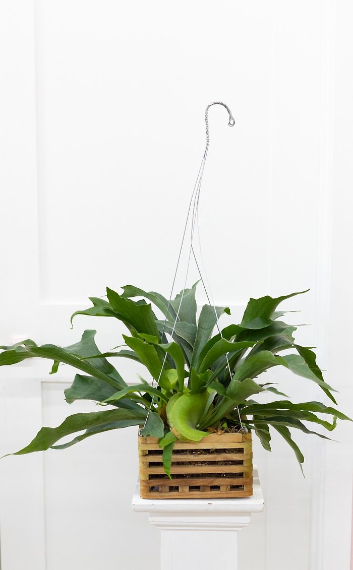 Large Staghorn Fern