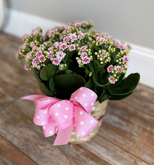 Kalanchoe