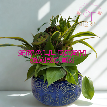Small Dish Garden