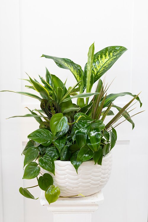 Large Dish Garden