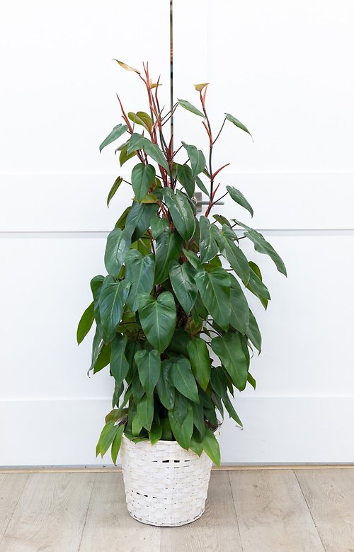 Red Emerald Philodendron
