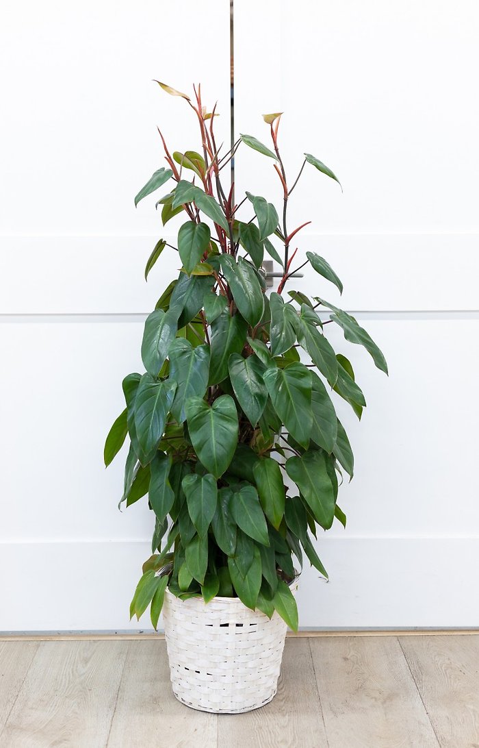 Red Emerald Philodendron