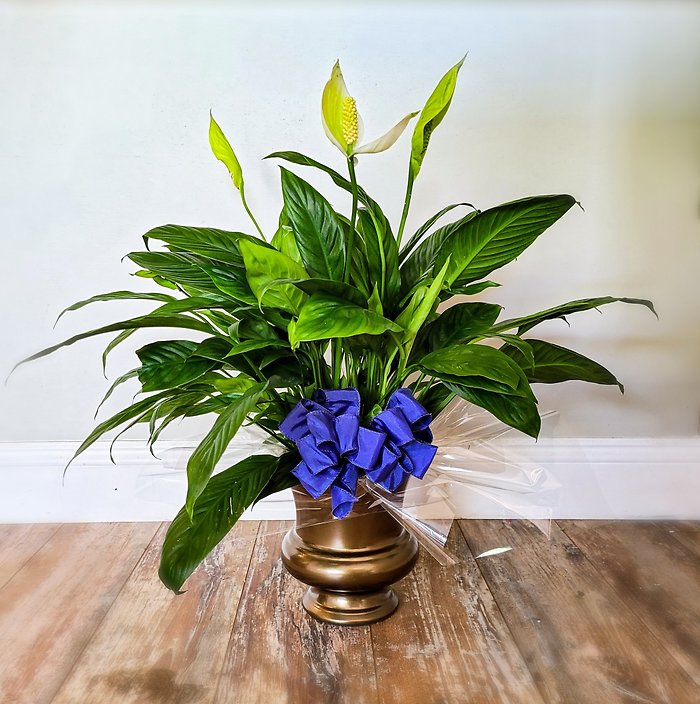 Peace Lily in Urn
