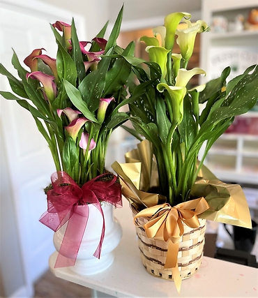 Calla Lily in basket
