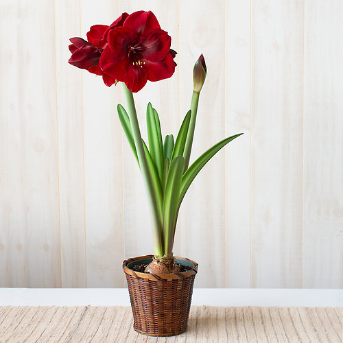 Amaryllis