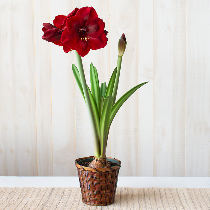 Amaryllis