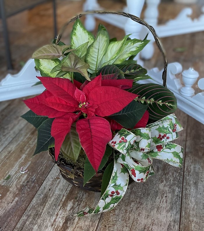 Poinsettia Basket Garden