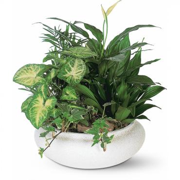 Ceramic Dish Garden
